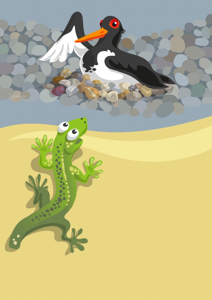 3-Larry-+-Oystercatcher-3