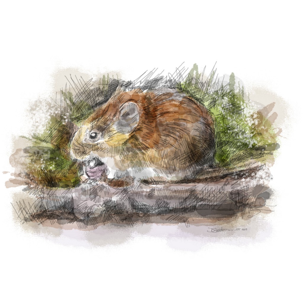 Bettisfield - vole