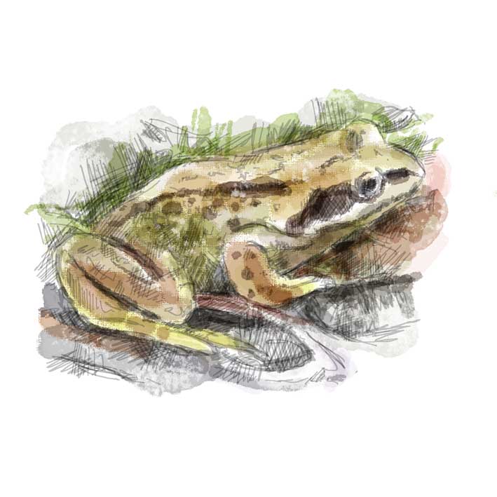 Bronington---frog