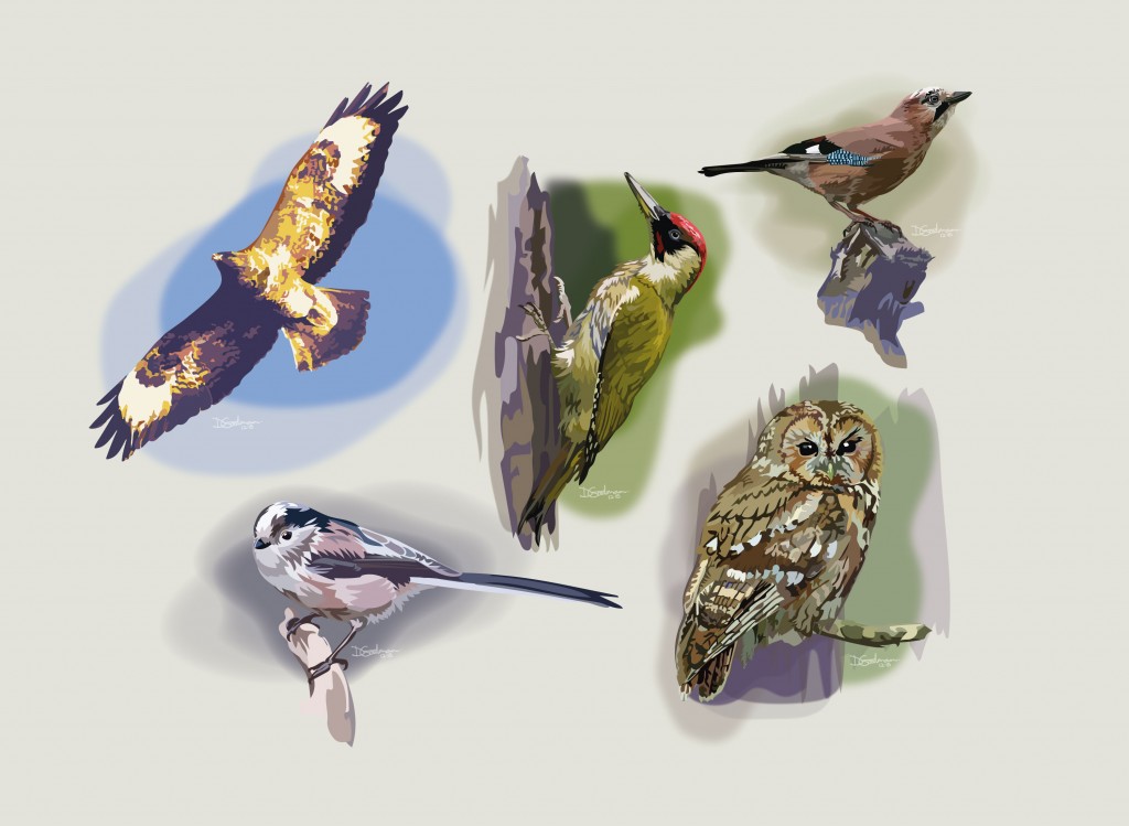Pentredwr-Birds