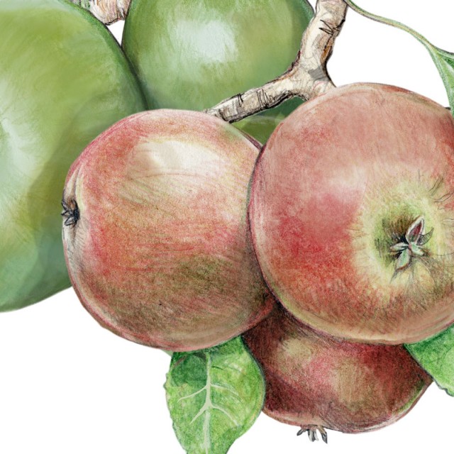 Apple juice bottle pencil illustrations
